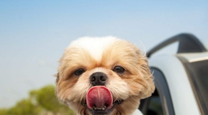 How to Go on a Road Trip With Your Dog-petsourcing