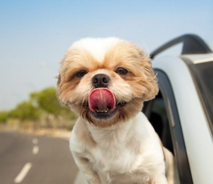 How to Go on a Road Trip With Your Dog-petsourcing