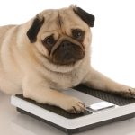 Obesity in Cats and Dogs-petsourcing