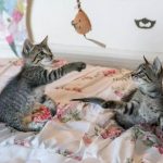 The Power of Your Cat’s Playtime-petsourcing