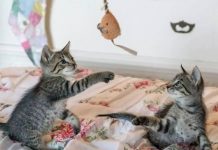 The Power of Your Cat’s Playtime-petsourcing