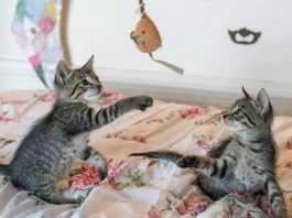 The Power of Your Cat’s Playtime-petsourcing