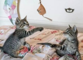The Power of Your Cat’s Playtime-petsourcing