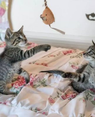 The Power of Your Cat’s Playtime-petsourcing