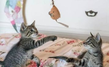 The Power of Your Cat’s Playtime-petsourcing
