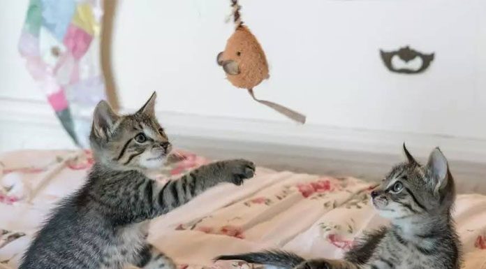 The Power of Your Cat’s Playtime-petsourcing
