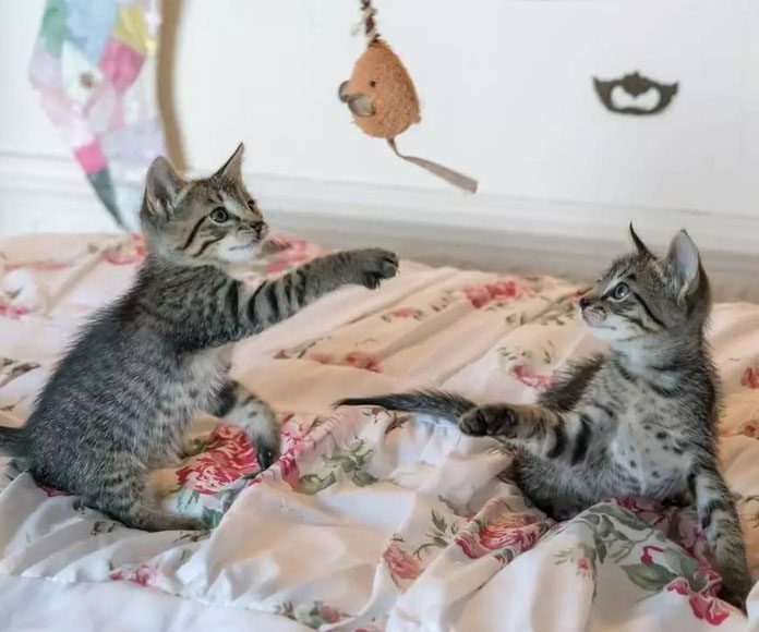 The Power of Your Cat’s Playtime-petsourcing