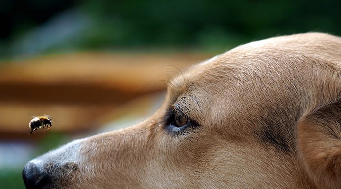 What Do You Do If Your Dog Is Stung by a Bee?