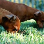 Why Is my Dog Eating Grass-Petsourcing