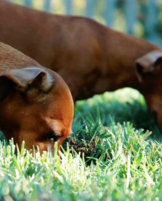 Why Is my Dog Eating Grass?
