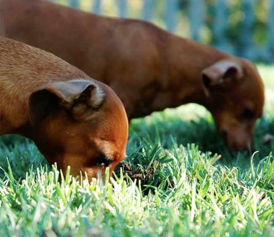 why does my dog like eating grass so much
