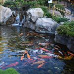 Tips for a Perfect Pond-petsourcing