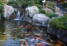 Tips for a Perfect Pond-petsourcing