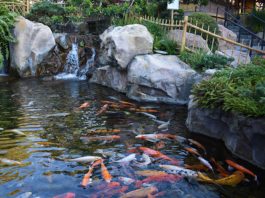Tips for a Perfect Pond-petsourcing