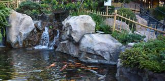 Tips for a Perfect Pond-petsourcing