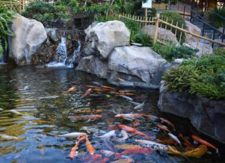 Tips for a Perfect Pond-petsourcing