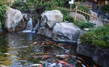 Tips for a Perfect Pond-petsourcing