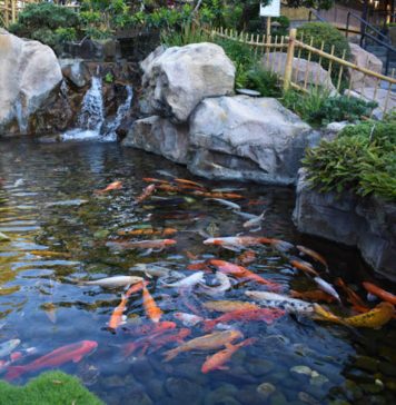 Tips for a Perfect Pond-petsourcing