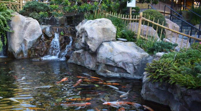 Tips for a Perfect Pond-petsourcing
