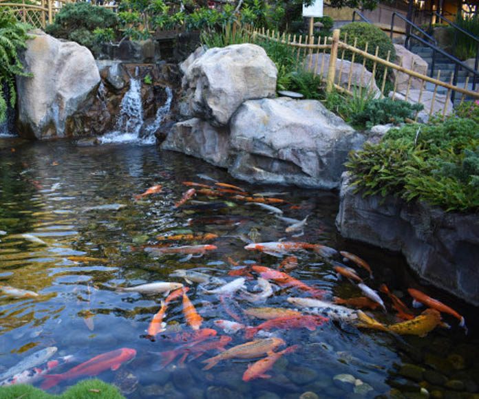 Tips for a Perfect Pond-petsourcing